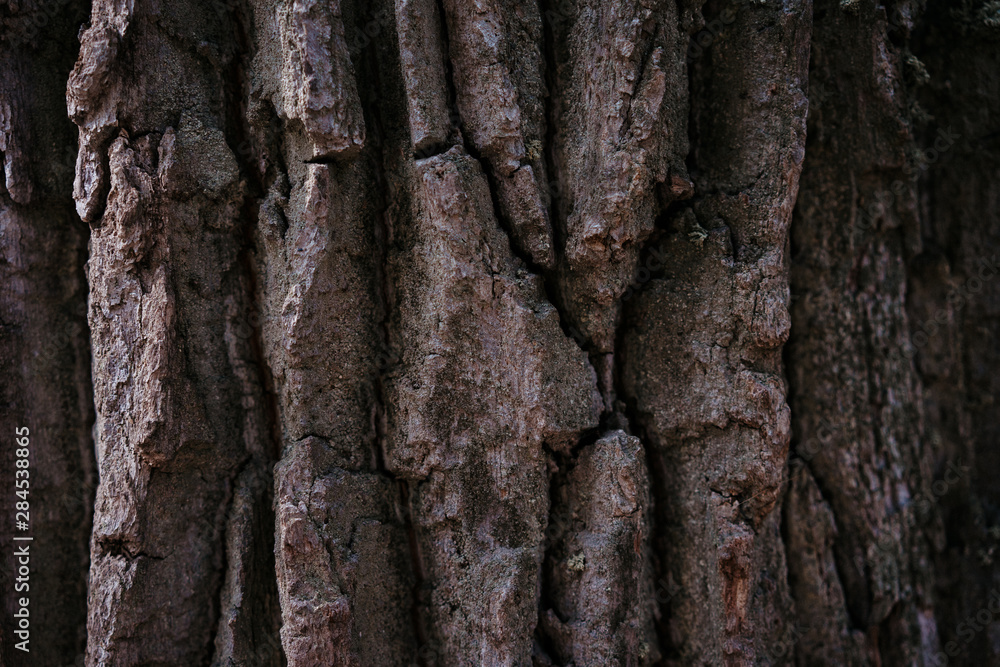 tree bark structure, texture and background tree bark structure, texture and background