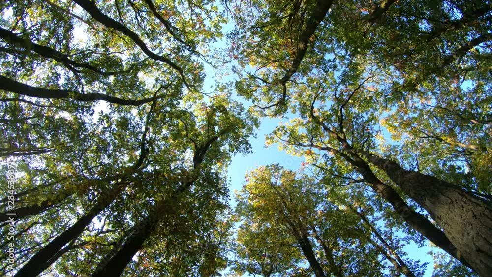 ein Wald, von unten nach oben gefilmt