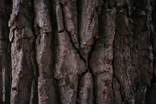 tree bark structure, texture and background