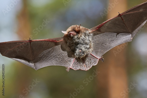 Niedliche Fransenfledermaus im Anflug