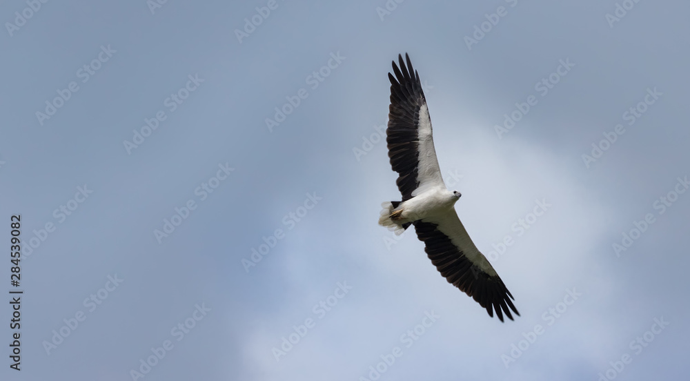 White Bellied Sea Eagle mid-flight in central Sri Lanka White Bellied Sea Eagle mid-flight in central Sri Lanka