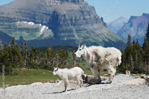 Mountain Goat (Mother and Kid) at Hidden Lake trail, Glacier National Park