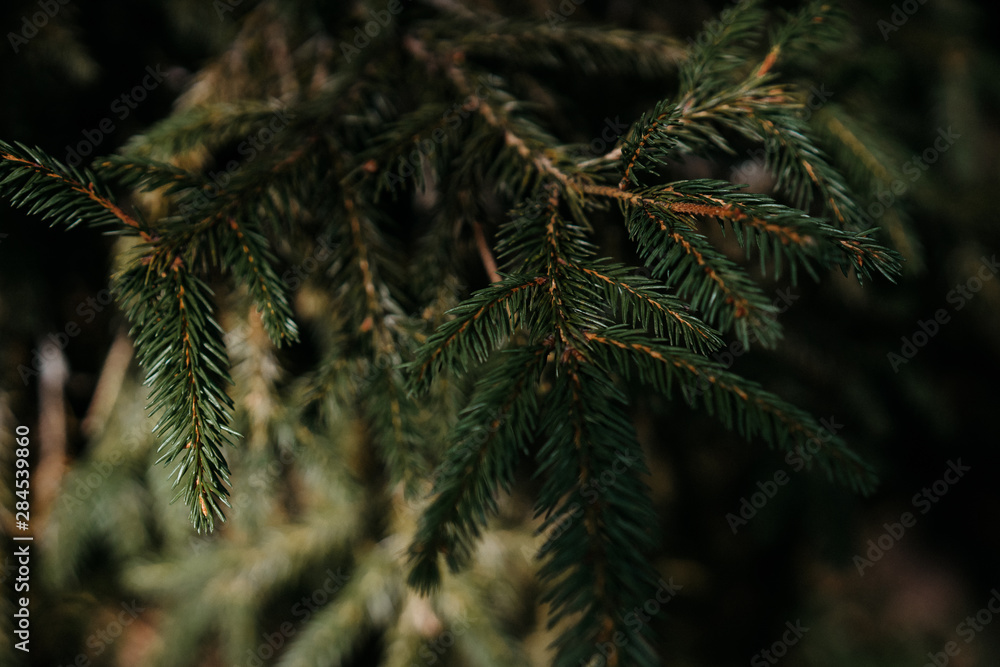 beautiful photo of a fir-tree, real natural background