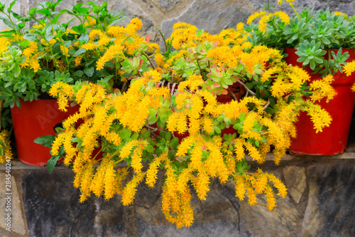 Blumenschmuck in Rapsani in Griechenland photo