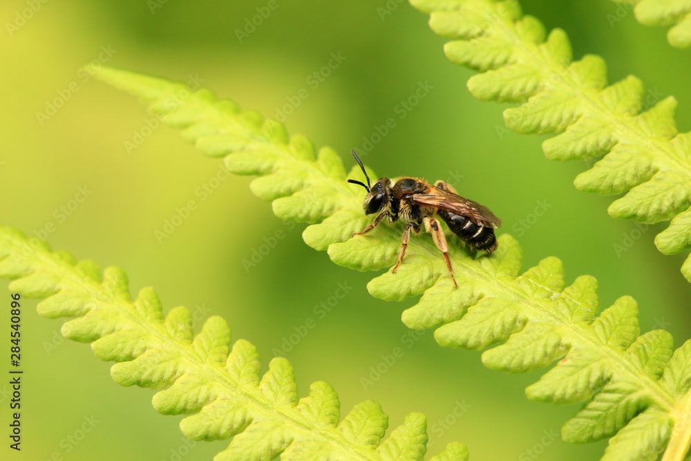 Fototapeta premium Wildbiene