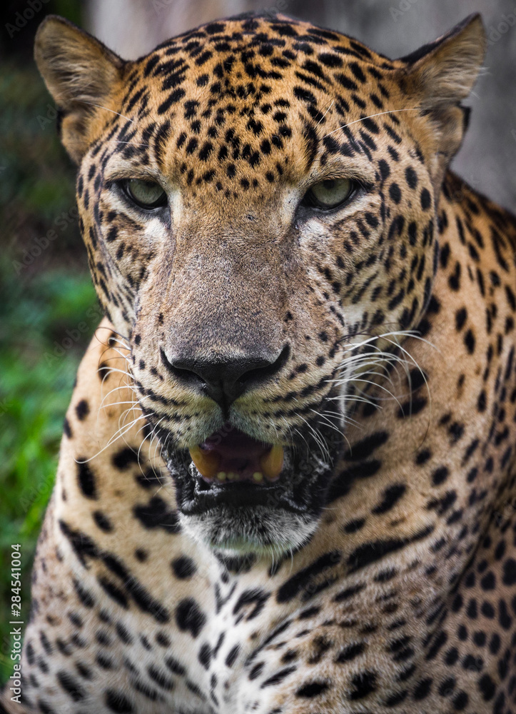 Sri Lankan Leopard, an endangered species endemic to Sri Lanka Sri Lankan Leopard, an endangered species endemic to Sri Lanka