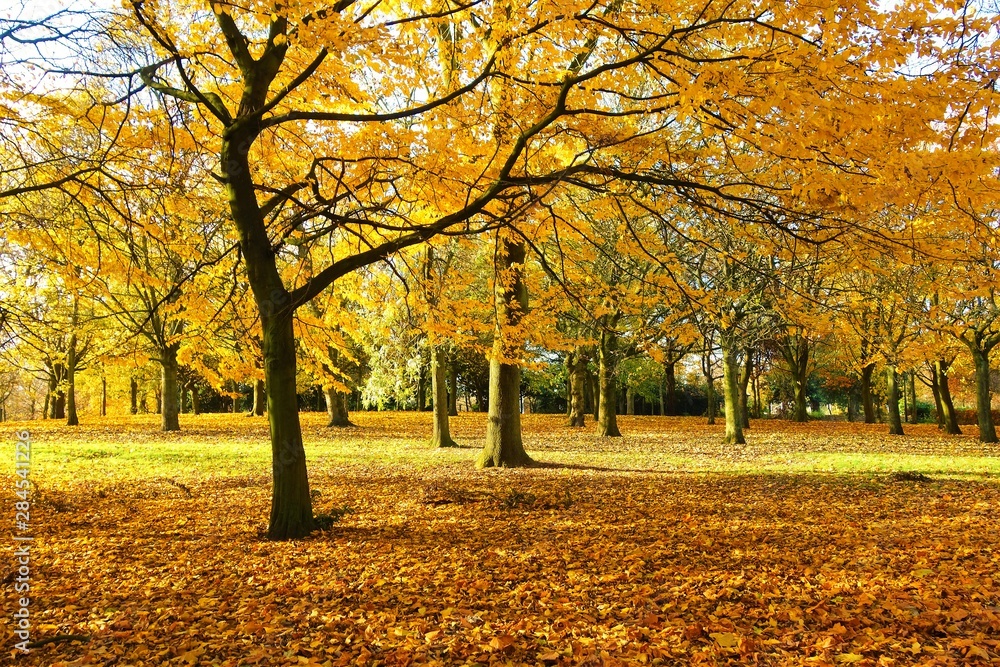 autumn in the park