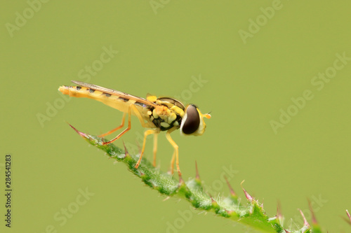 Gewöhnliche Langbauchschwebfliege