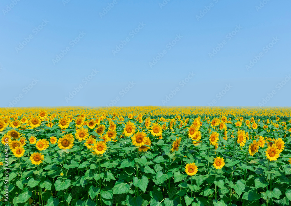 sunflower_2636