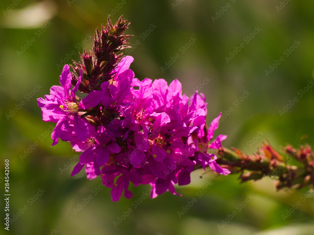 Obraz premium Lythrum salicaria