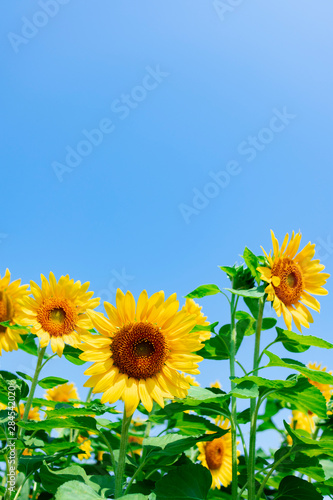 sunflower_2643