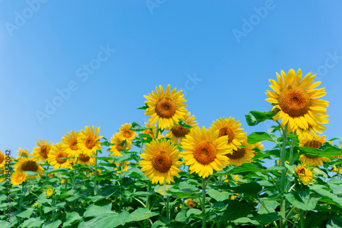 sunflower_2644