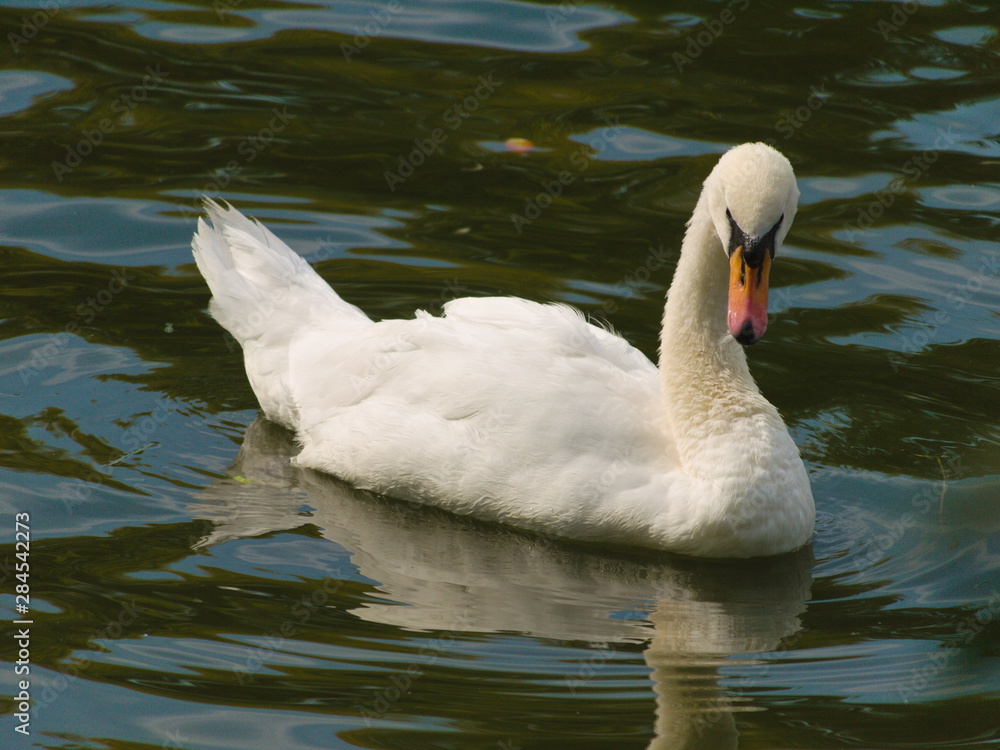 Swan Swan