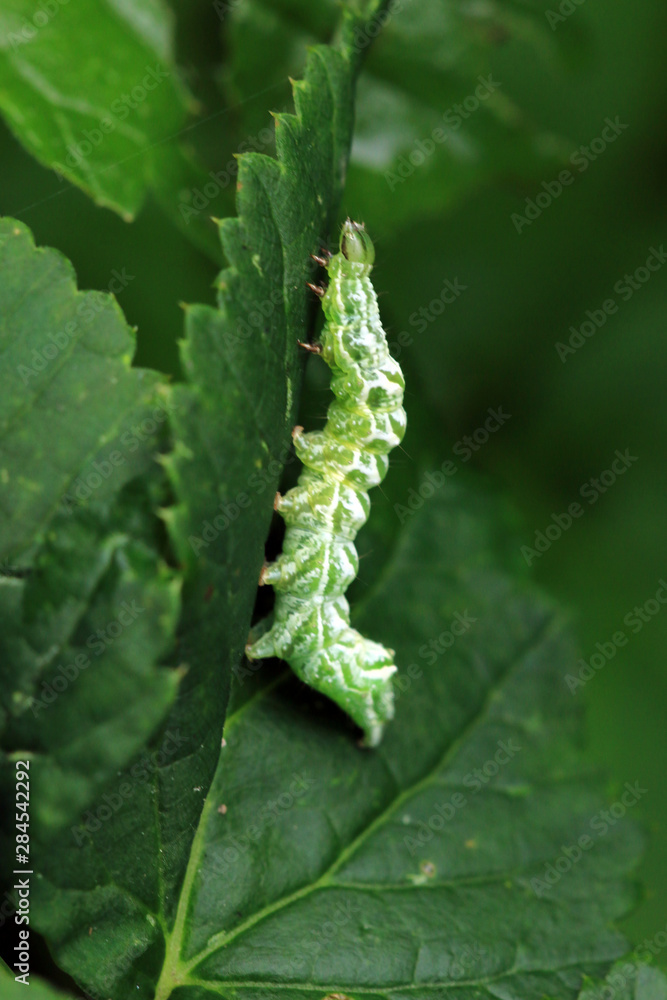 Naklejka premium Silbergraue Nessel-Höckereule