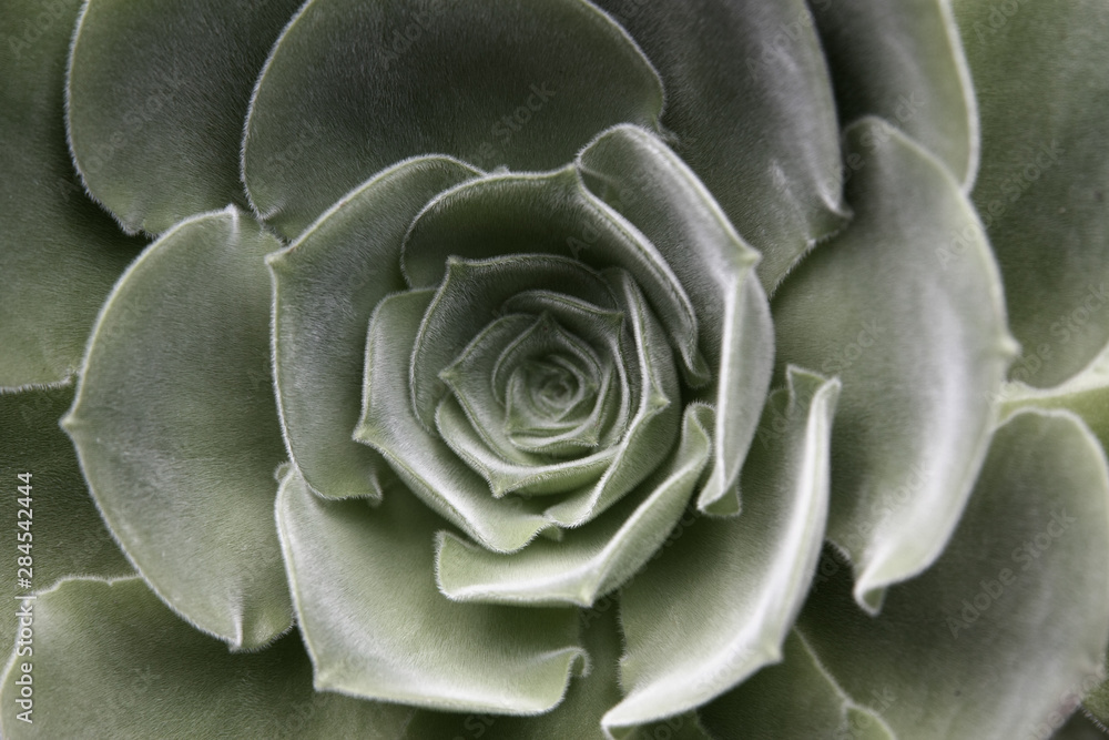 Grüner Sukkulent im Botanischen Garten Grüner Sukkulent im Botanischen Garten