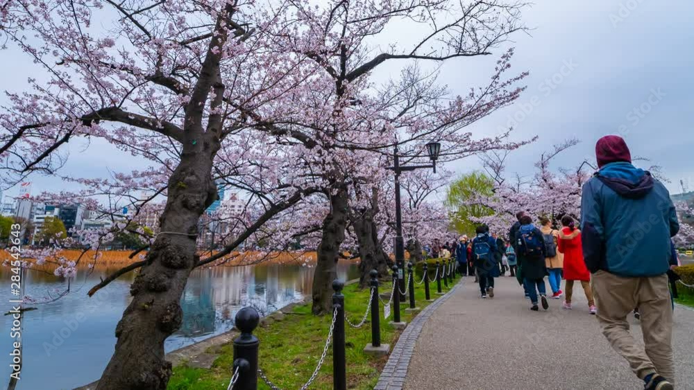 4k Time lapse of Cherry blossom festival at Ueno Park. Ueno Park is one of the best place to enjoy it 4k Time lapse of Cherry blossom festival at Ueno Park. Ueno Park is one of the best place to enjoy it