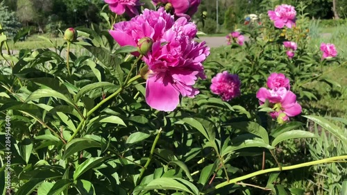 Wallpaper Mural pink purple beautiful  pions in summer wind green leaves Torontodigital.ca