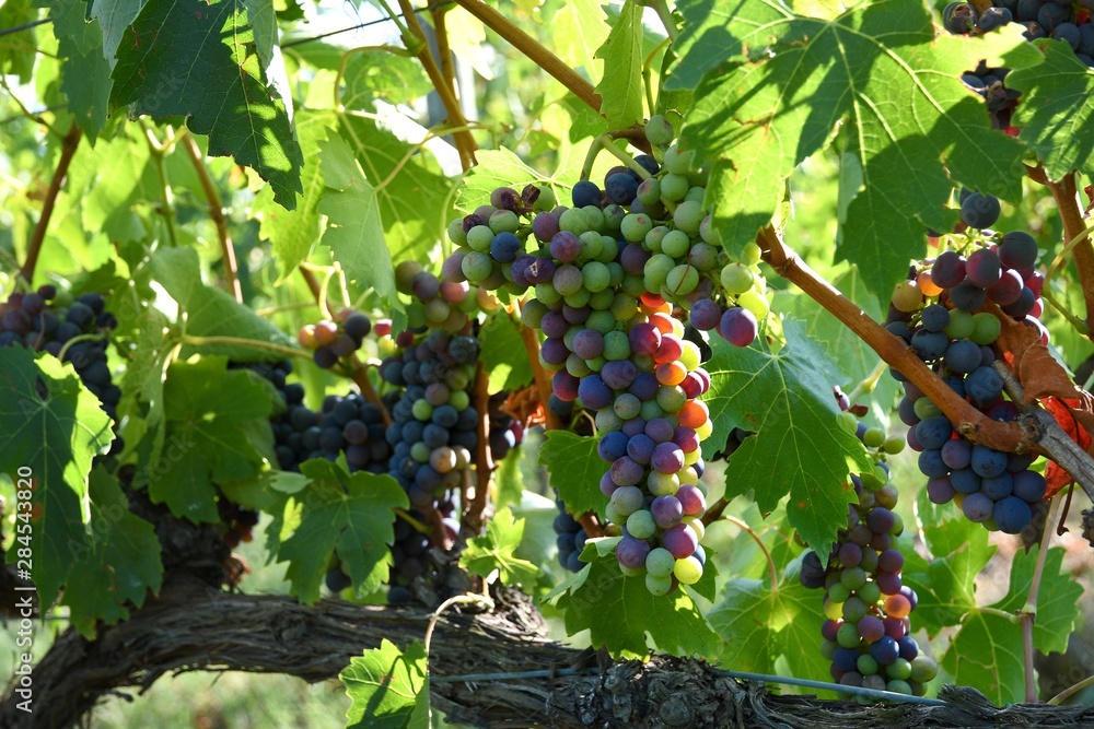 Ripe red bunch og grapes on vineyard. Chianti region in Tuscany. Italy.