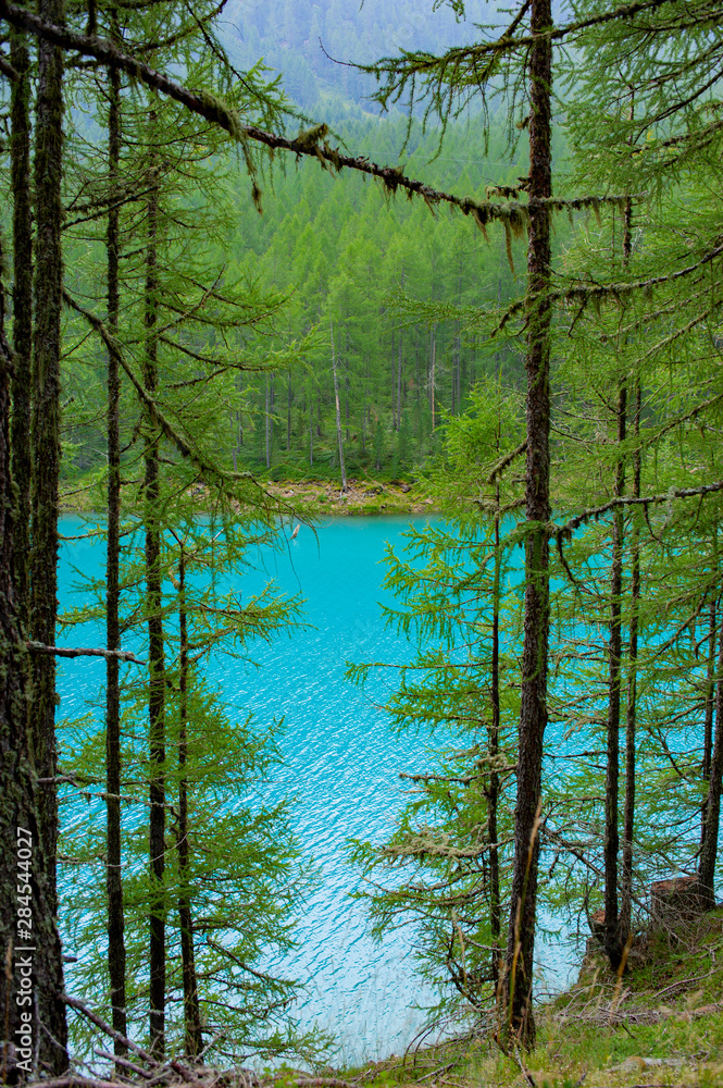 Obraz premium Lake in the forest