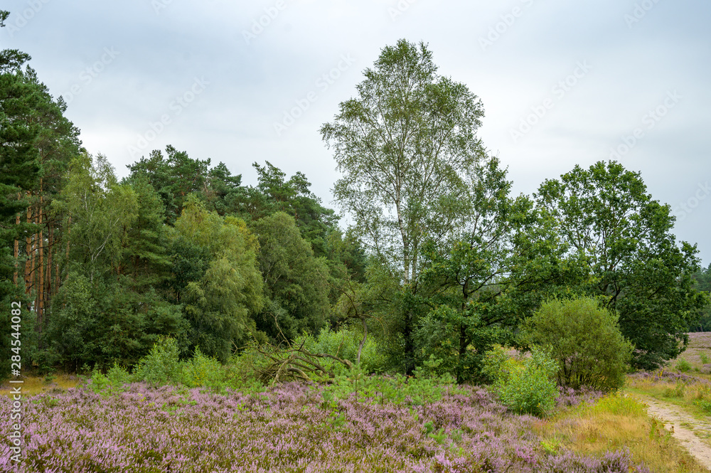 Blühende Besenheide in der Lüneburger Heide Blühende Besenheide in der Lüneburger Heide