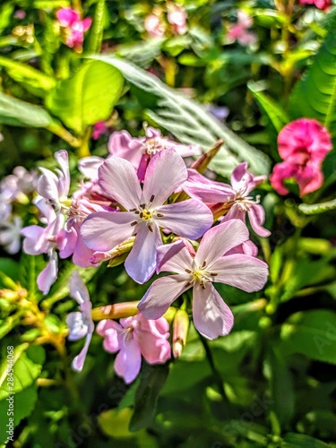 pink flowers in garden