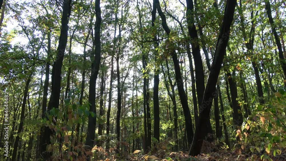ein schöner Laubwaldald im Herbst ein schöner Laubwaldald im Herbst
