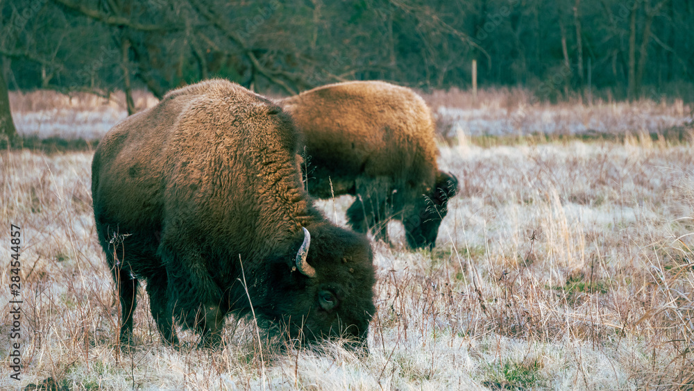 Bison / Buffalo Grazing in Field