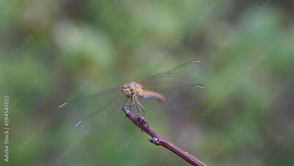 Closeup of a dragonfly sitting on the plant Closeup of a dragonfly sitting on the plant