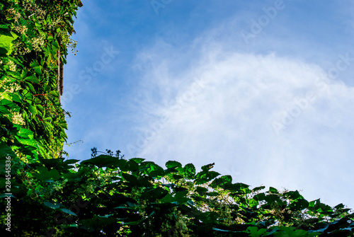 Frame of leaves against the blue sky. Beautiful background with green vine leaves and clear blue sky with copy space.