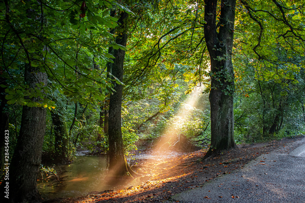 Obraz premium Sun Rays through the trees