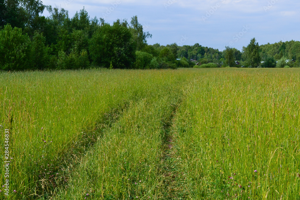 Obraz premium Road in a green field of wheat. Traces of agricultural transport on the grass on a sunny day