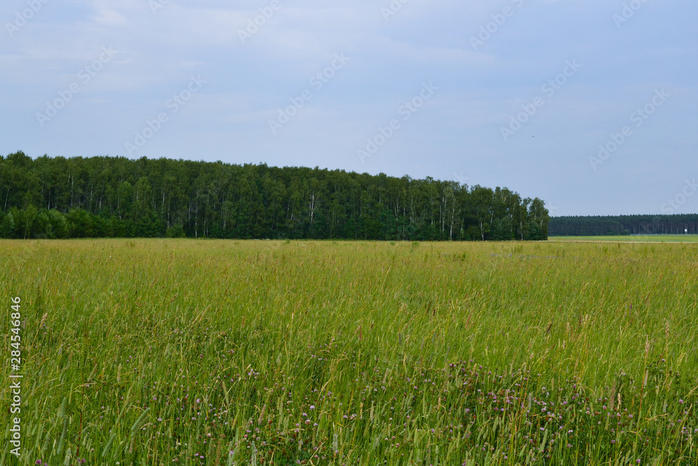 Beautiful countryside landscape. Field of green grass and blue sky.