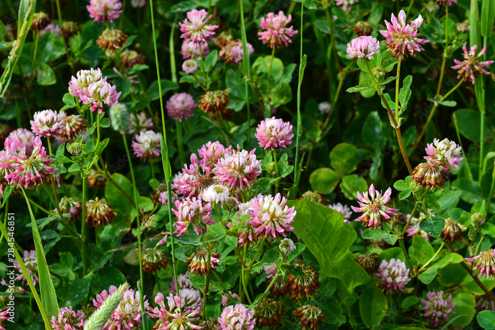Blooming clover purple shade. Clover grows in a clearing and is illuminated by a warm and bright sun. Blooming clover purple shade. Clover grows in a clearing and is illuminated by a warm and bright sun.