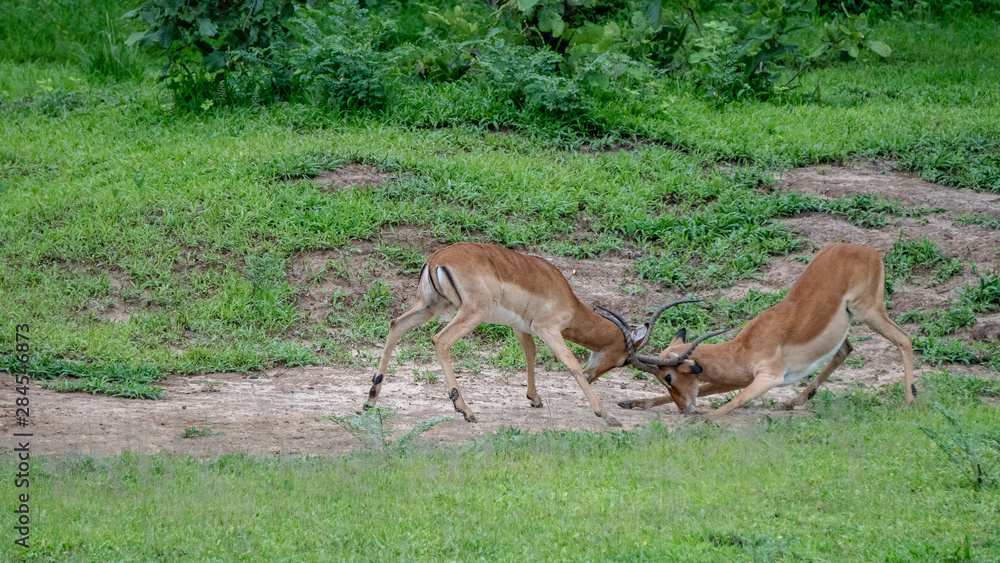 Impala fighting / sparring / play fighting