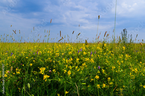 Beautiful bright yellow wildflower in the natural environment. Russia