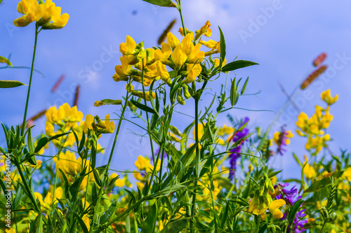 Fototapeta Naklejka Na Ścianę i Meble -  Beautiful bright yellow wildflower in the natural environment. Russia