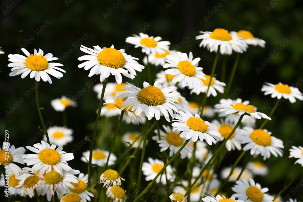 White daisy on green field. Natural nature background White daisy on green field. Natural nature background