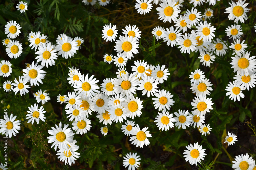 White daisy on green field. View from above. White daisy on green field. View from above.