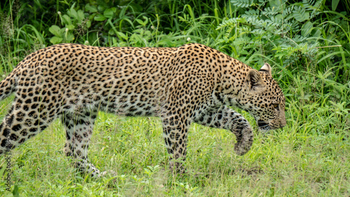 Leopard Side View