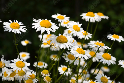 White daisy on green field. Natural nature background