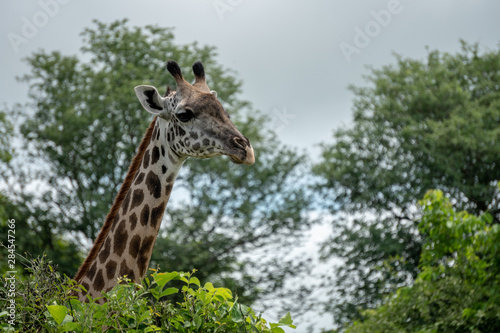 Giraffe around trees in Mid-day