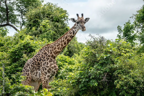 Photography Giraffe around trees in Mid-day
