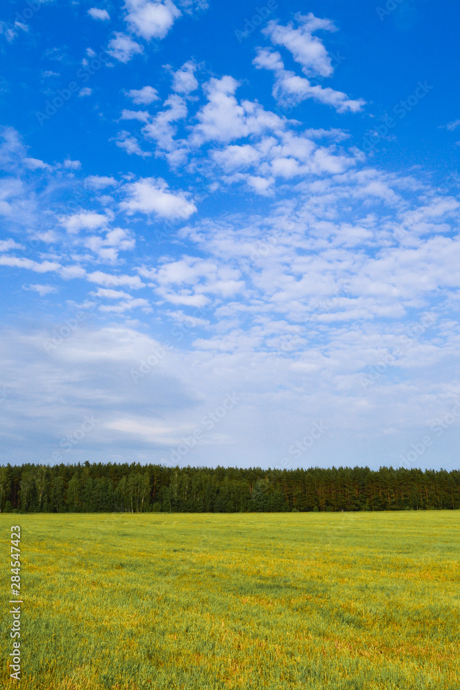 Beautiful countryside landscape. Field of green grass and blue sky.
