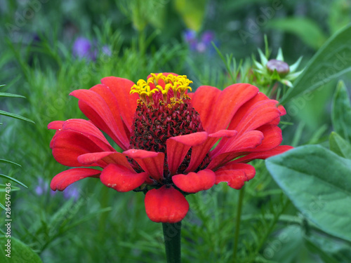 Rote Zinienblüte photo