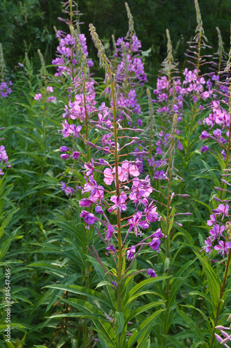 Willowherb - Epilobium Angustifolium. blooming sally (Epilobium angustifolium). Purple Alpine Fireweed. epilobium flower
