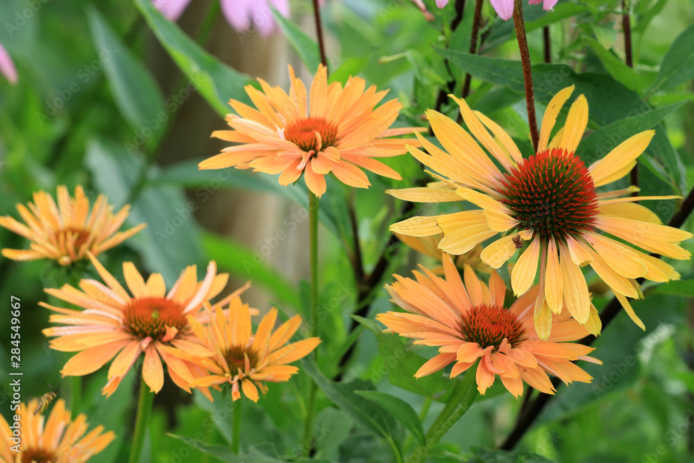 Echinacea Echinacea