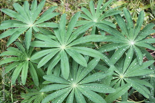 beautiful plant