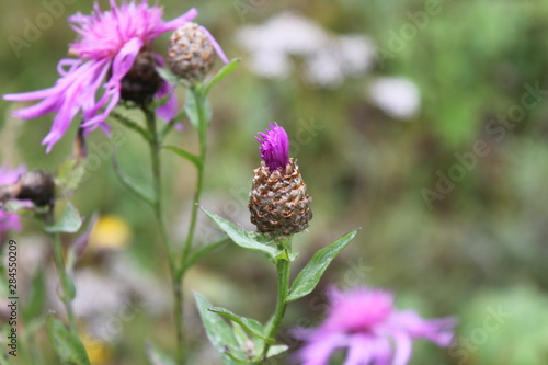   flower bud
