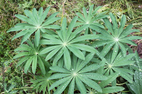 beautiful plant