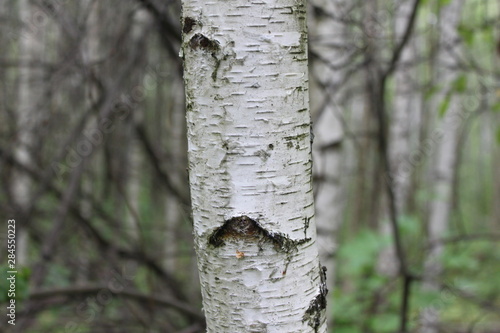  Russian birch